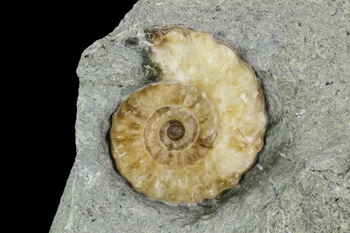 Fossil Ammonite (Promicroceras) - Lyme Regis #110714